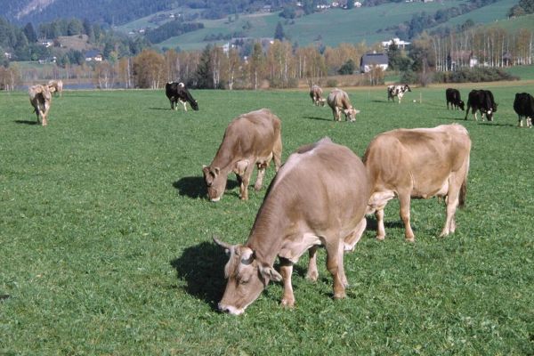 Brown Swiss cows in the pasture