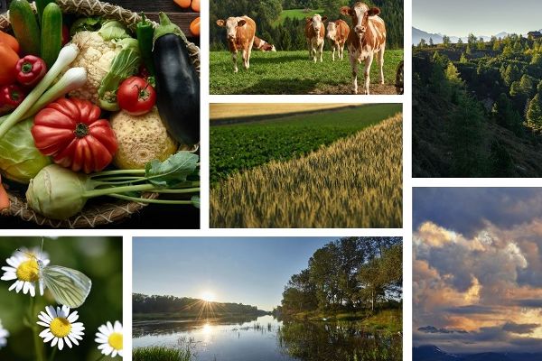 Eine Collage bestehend aus insgesamt sieben Bildern von Gemüse, Kühen, einem Schmetterling auf Blumen, Wald, Wolken, Äckern und einem See bei Sonnenaufgang