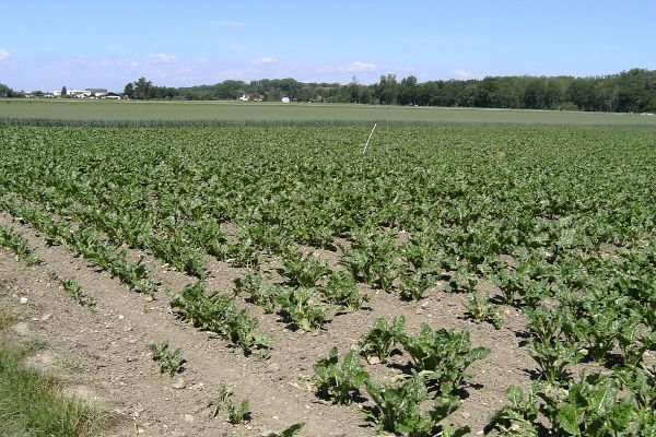 Mais und Blühflächen werden als Alternative für geschädigte Flächen zugelassen.