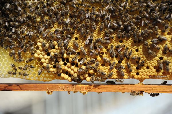 Viele Bienen auf Wabe.