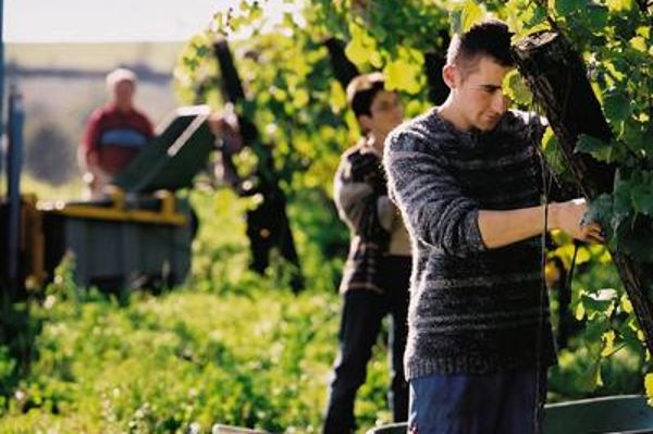 Weinbauern bei der Weinlese