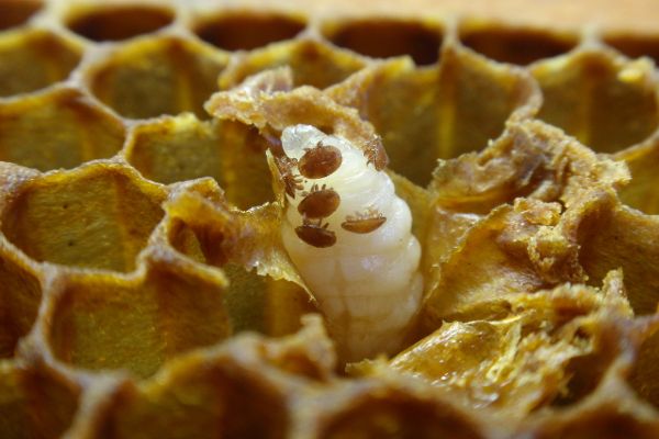 eine Bienenlarve mit Varroamilben-Mehrfachbefall in der Wabe 