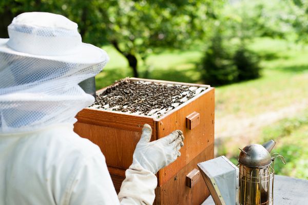 Imker bei der Arbeit mit Bienen 