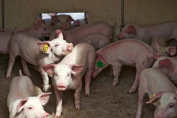 Eine Herde von Schweinen bewegt sich frei im Stall