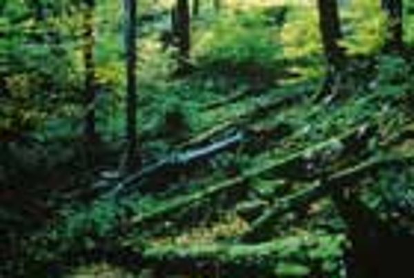 Totholz in einem Wald