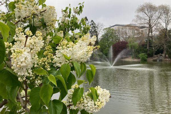 Blühender Flieder im Vordergrund, dahinter ein künstlicher Teich im Wiener Stadtpark, April 2021