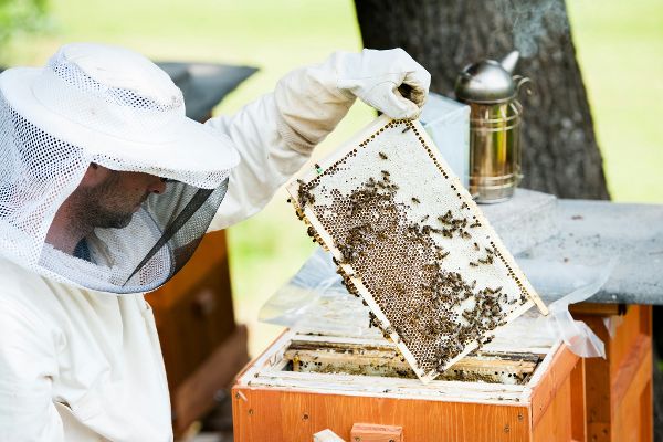 Beekeeper at work on the beehive
