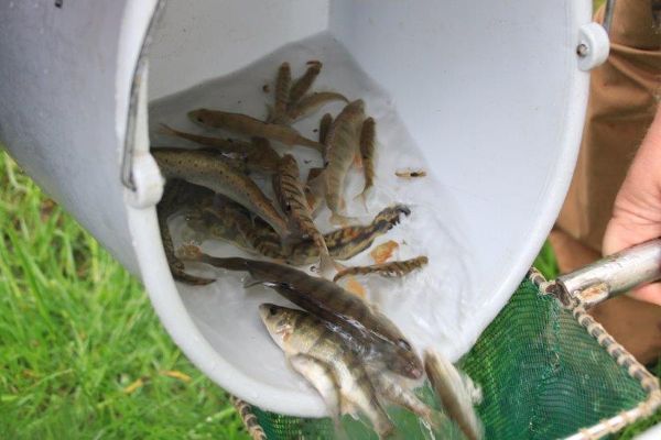 Fish in a bucket