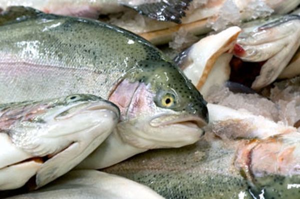 Cropped image of trout on ice
