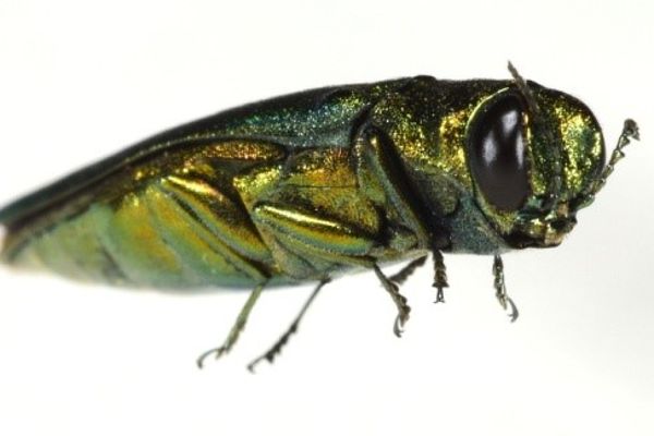 Asian ash beetles - Agrilus planipennis