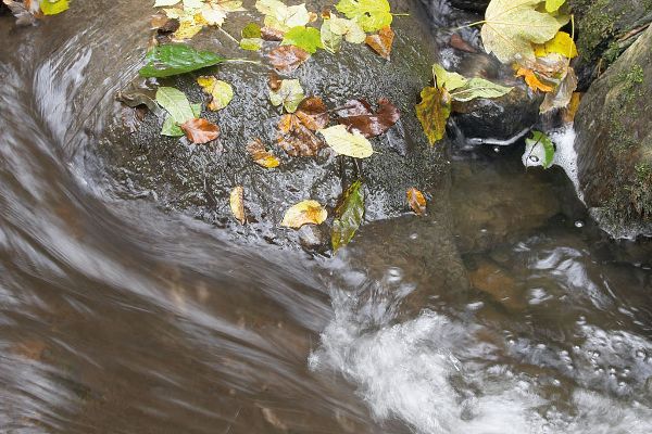 Herbstlaub im rauschenden Wasser
