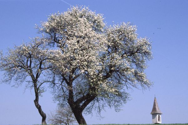 Blühender Birnbaum 