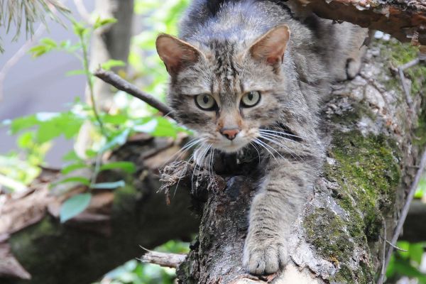 Wildkatzenwanderweg: Carlo im Wildkatzengehege