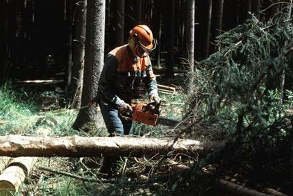 Forstfacharbeiter bei der Arbeit im Wald