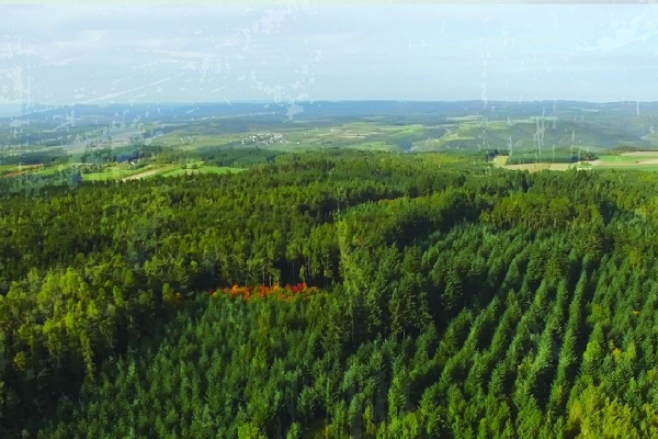 Coverbild - GENial - Der Wald im Klimawandel