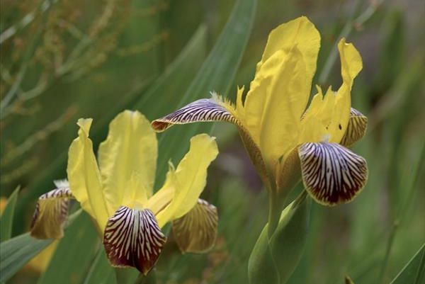 Bunte Schwertlilie (Iris variegata)