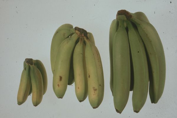 Bananen gemischt