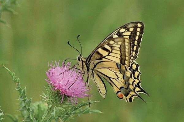 Schmetterling - Schwalbenschwanz auf einer Blume