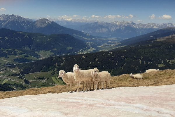 Tiroler Bergschaf