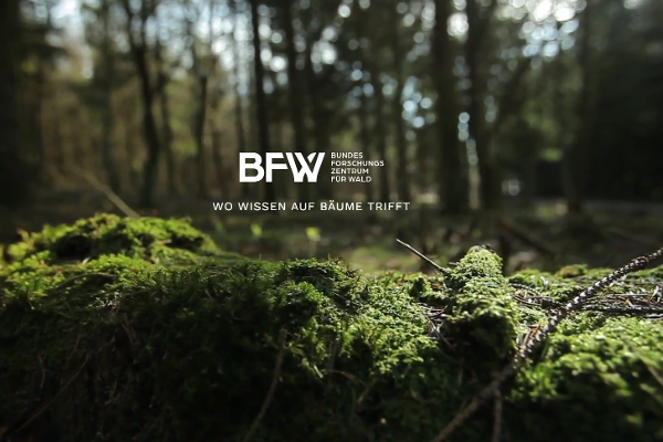 Wald mit BFW Logo