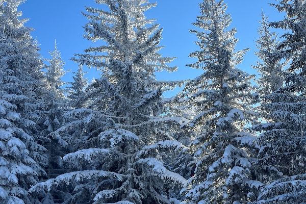 Fichten diese mit Schnee bedeckt sind