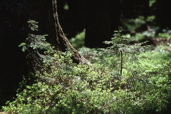 Naturverjüngung im Fichtenwald
