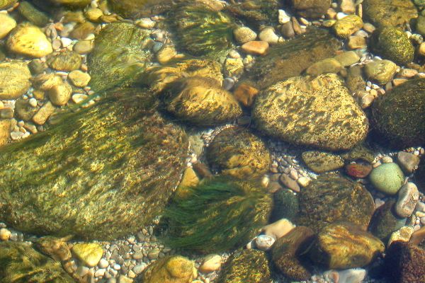 Verschiedene Algenarten auf Steinen in einem Fluss