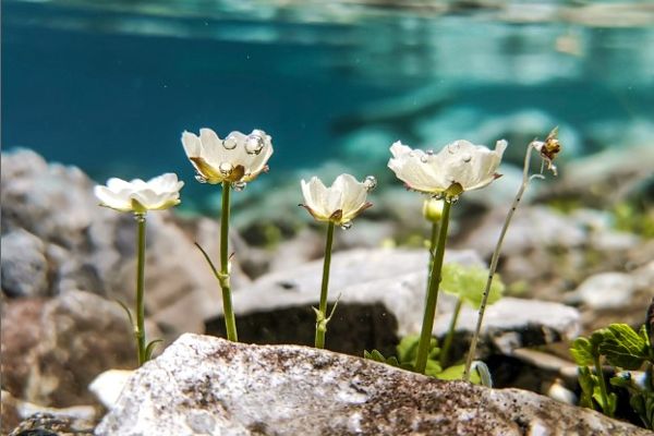 Auf dem Foto sind Unterwasserblumen zu sehen