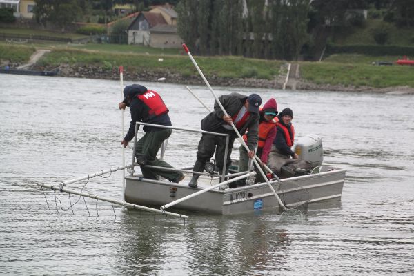 Vier Männer befinden sich auf einem Fangboot und befischen die Donau in Wildungsmauer.
