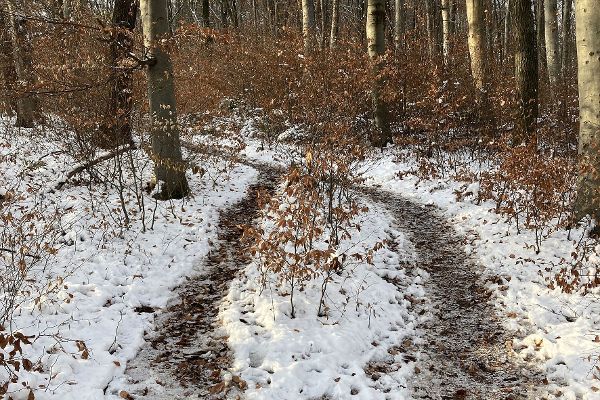 Verschneiter Waldweg am Heuberg im Wienerwald