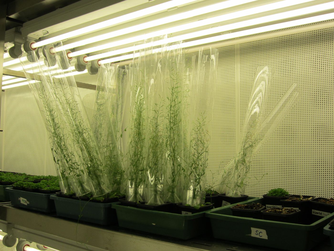 Experimental setup with plants