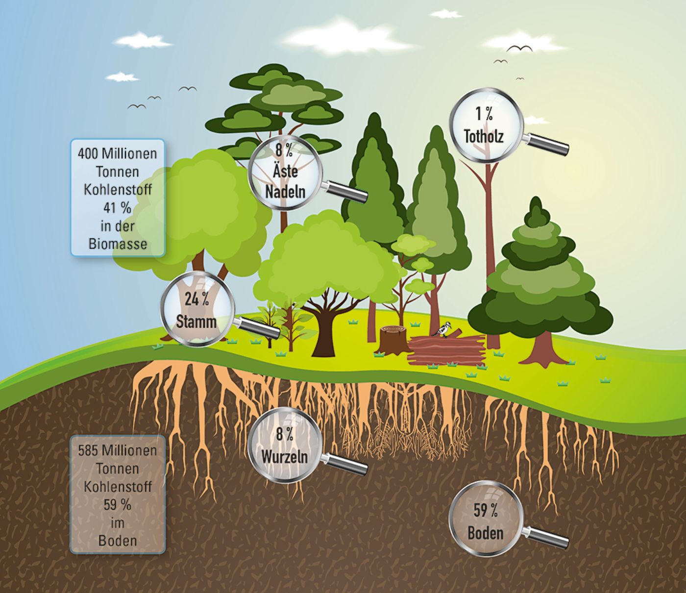 Graphic about stored carbon in the forest