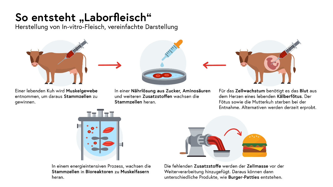 So entsteht Laborfleisch