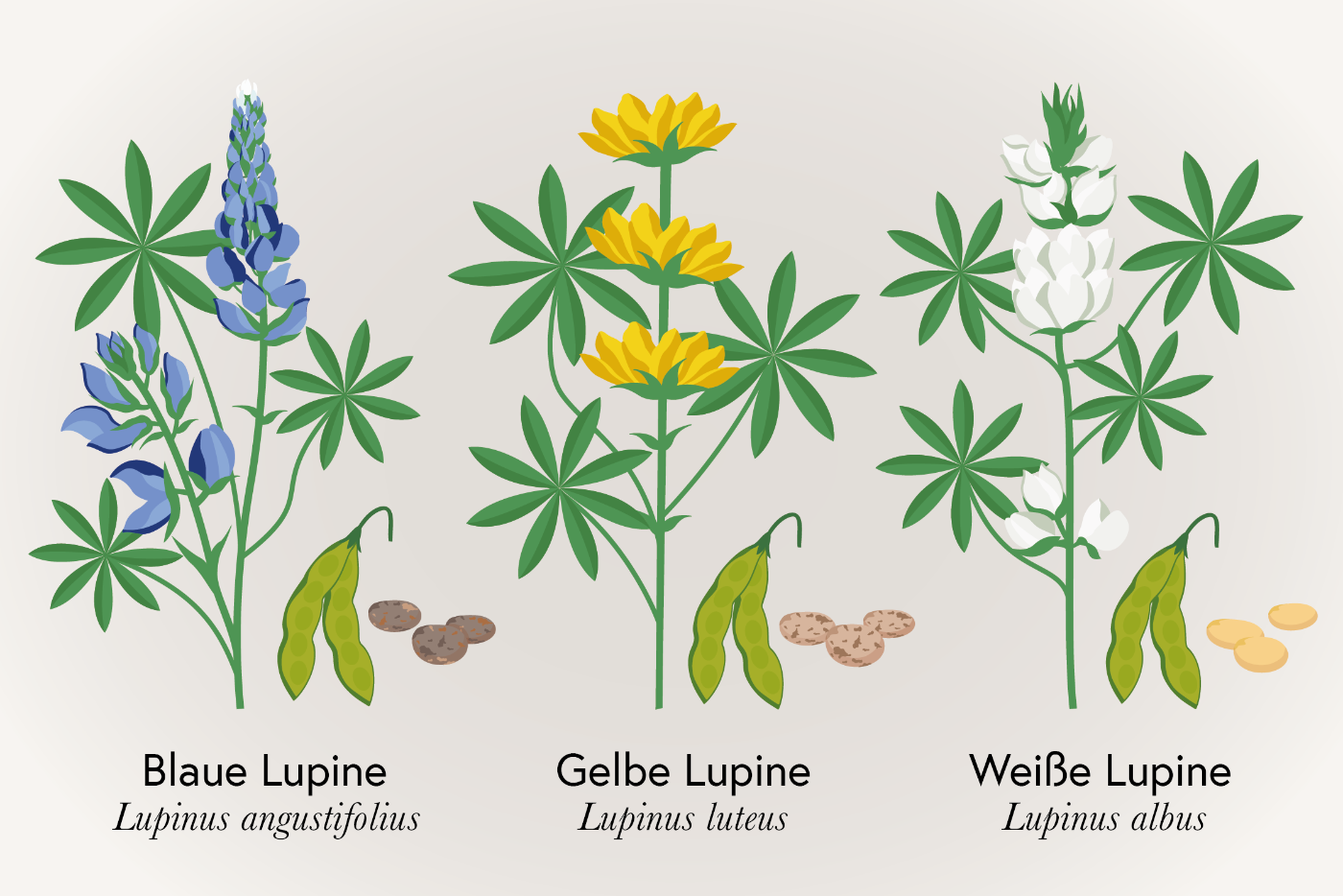 In der Landwirtschaft und Ernährung spielen insbesondere Süßlupinen, wie die Gelbe (Lupinus luteus), Weiße (Lupinus albus) oder Blaue bzw. Schmalblättrige Lupine (Lupinus angustifolius) eine Rolle.