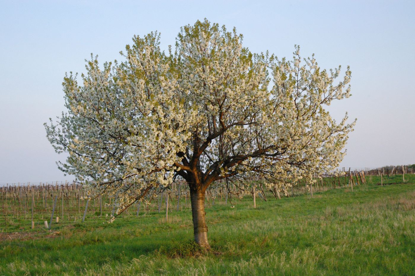 Kirschenbaum in voller Blüte