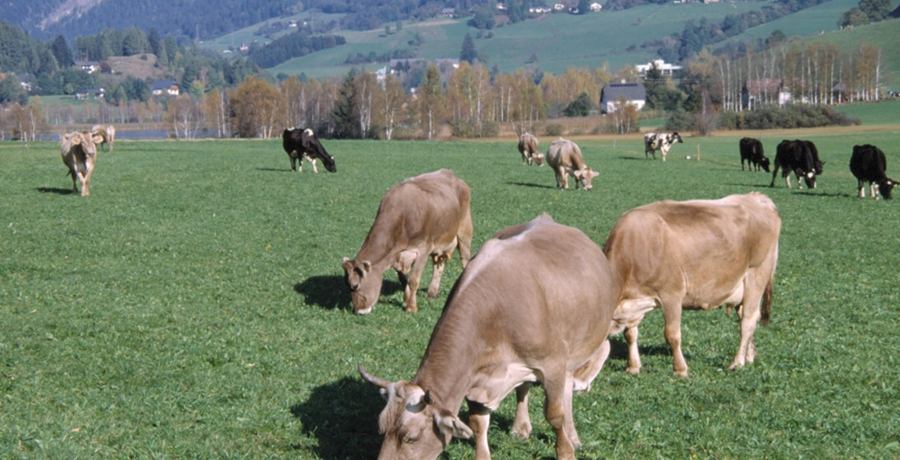 Brown Swiss cows in the pasture carusell