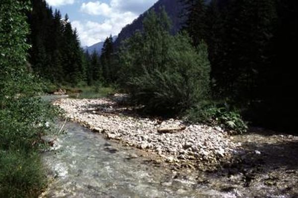 Mountain stream in summer