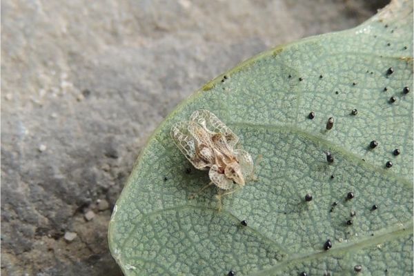 Eichennetzwanze Corythucha arcuata