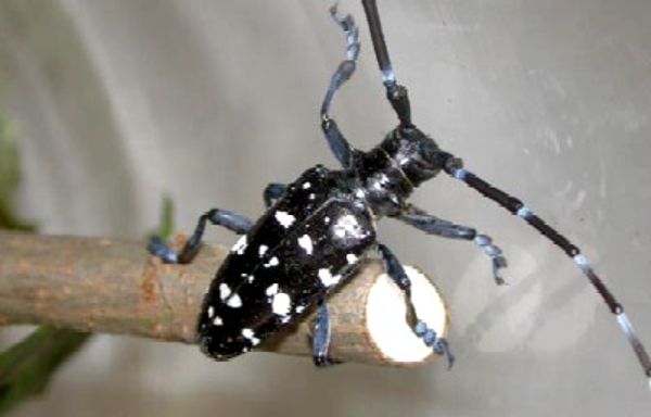 Asian longhorned beetle - Anoplophora glabripennis