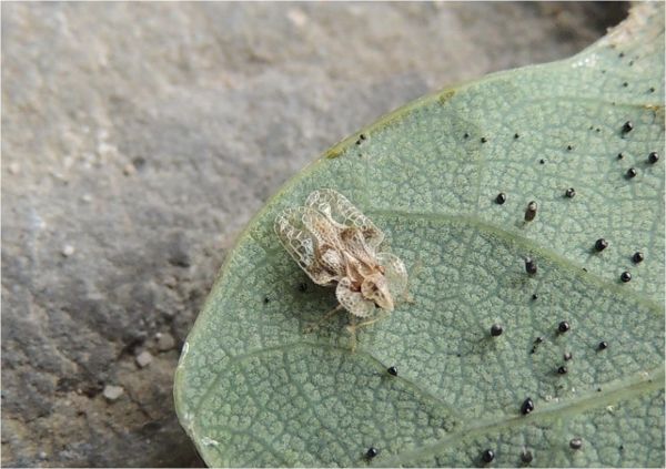 Oak web bug - Corythucha arcuata