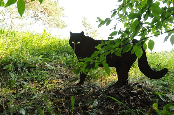 Wildkatzenwanderweg: versteckte Wildkatzensilhouette