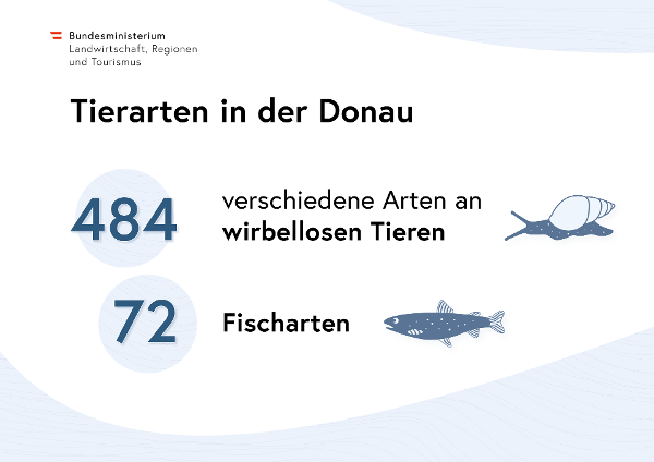 Tierarten in der Donau: 484 verschiedene Arten an wirbellosen Tieren und 72 Fischarten