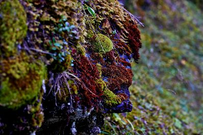 Moos bedeckter Stein im Wald