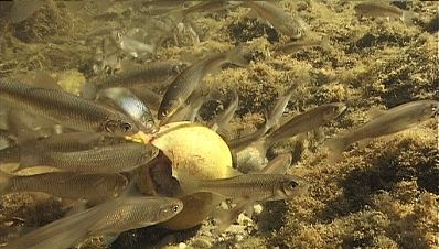 Fische knabbern an einer ins Wasser gefallenen Mostbirne