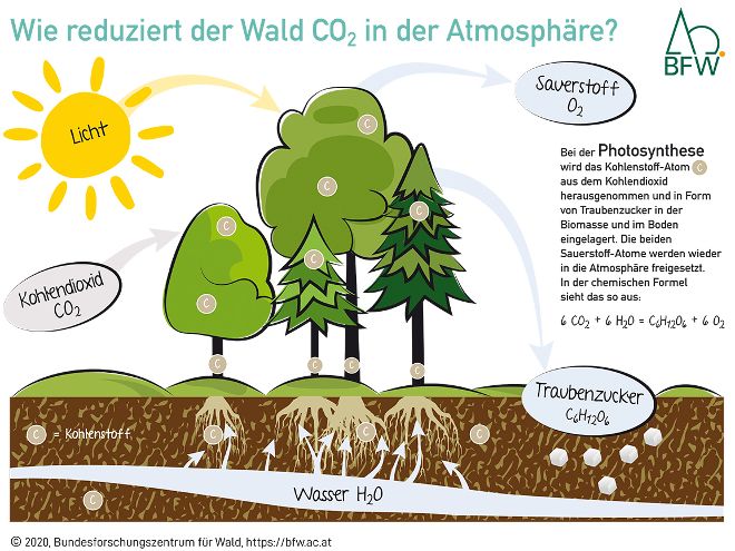 Graphic image - How does the forest reduce CO2 in the atmosphere