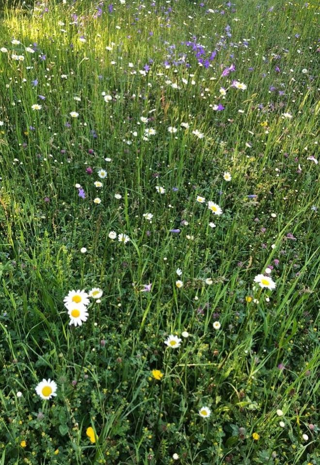 Zweimähdige Wiese mit blühenden Margeriten, Glockenblumen, Rot- und Hopfenklee