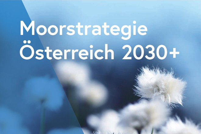 Aufschrift Moostrategie 2030+ mit blauem Hintergrund und Wollgras, links diagonal ist das Bild mit duenklerem blau hinterlegt