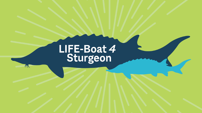 LIFE-Boat4Sturgeon